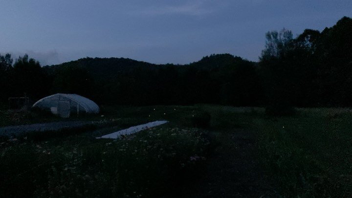 Everything is lighting up at FIG ~ the fireflies dancing above @ironsongflowers plot, the electric fence to deter the deer, the sunset sky! the bush beans and peppers from Marilyn and Susan and tomatoes from William. 

Didn&rsquo;t get a photo of the