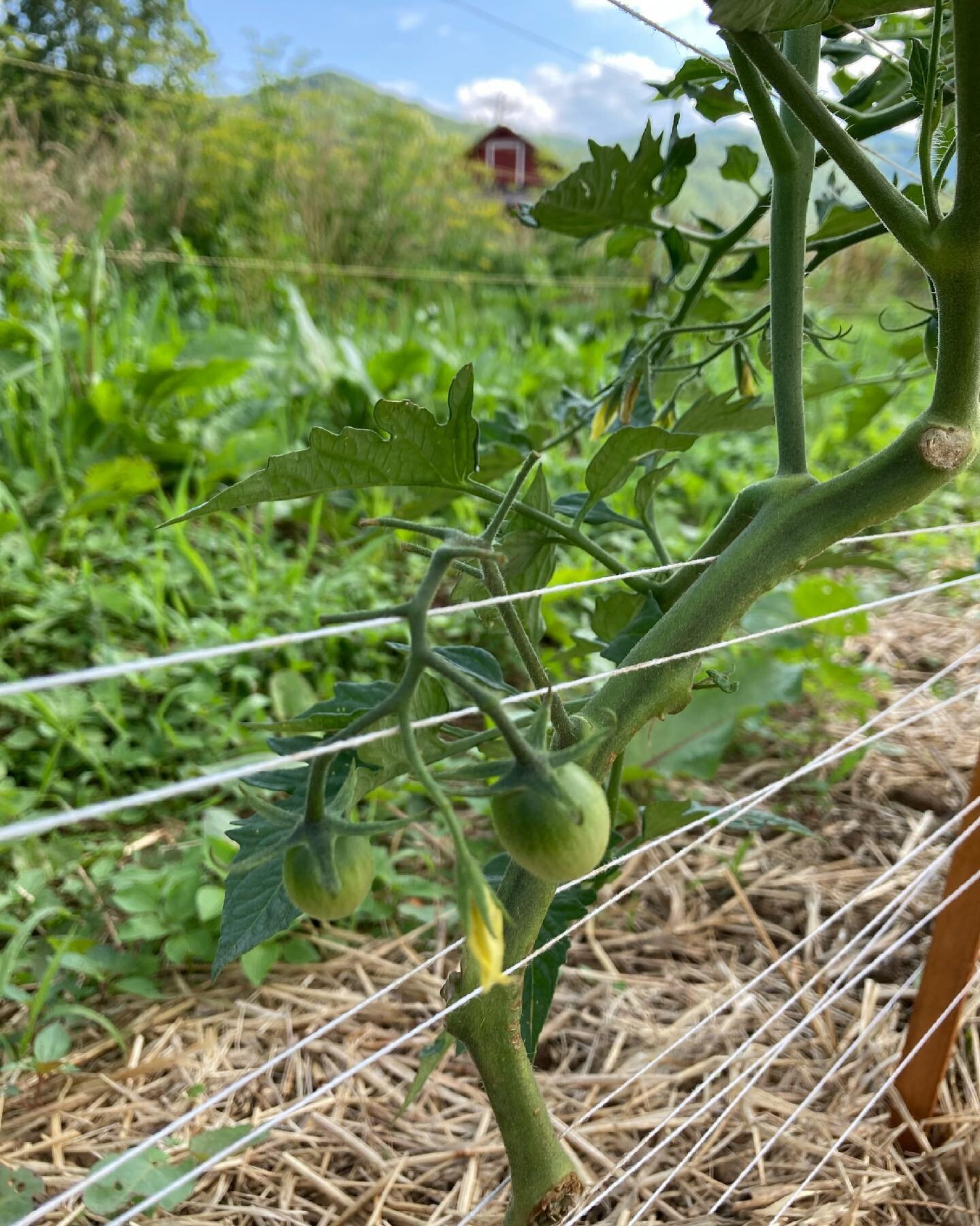 Tomatoes starting to bear fruit. Just a few more weeks until we&rsquo;ll be overrun. Thanks ~ @songtoseed and Susan for the starts!

1) Basin Mountain Tommy Toe
2) Sungolds
3) Laytown Purple
4) William Cable Pink
5) Bull Cods
6) William Cable Pink
7)