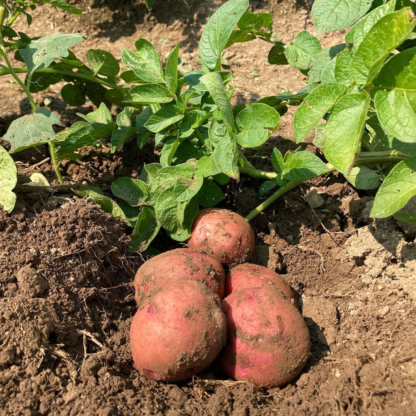 POTATO UPDATE: Hand dug into a few of the varieties today for the VERY FIRST week of the Potato CSA!

They&rsquo;re sizing up great ~ just look at these Pontiac Red new potatoes. This was from one plant and each of the plants had smaller spuds that w