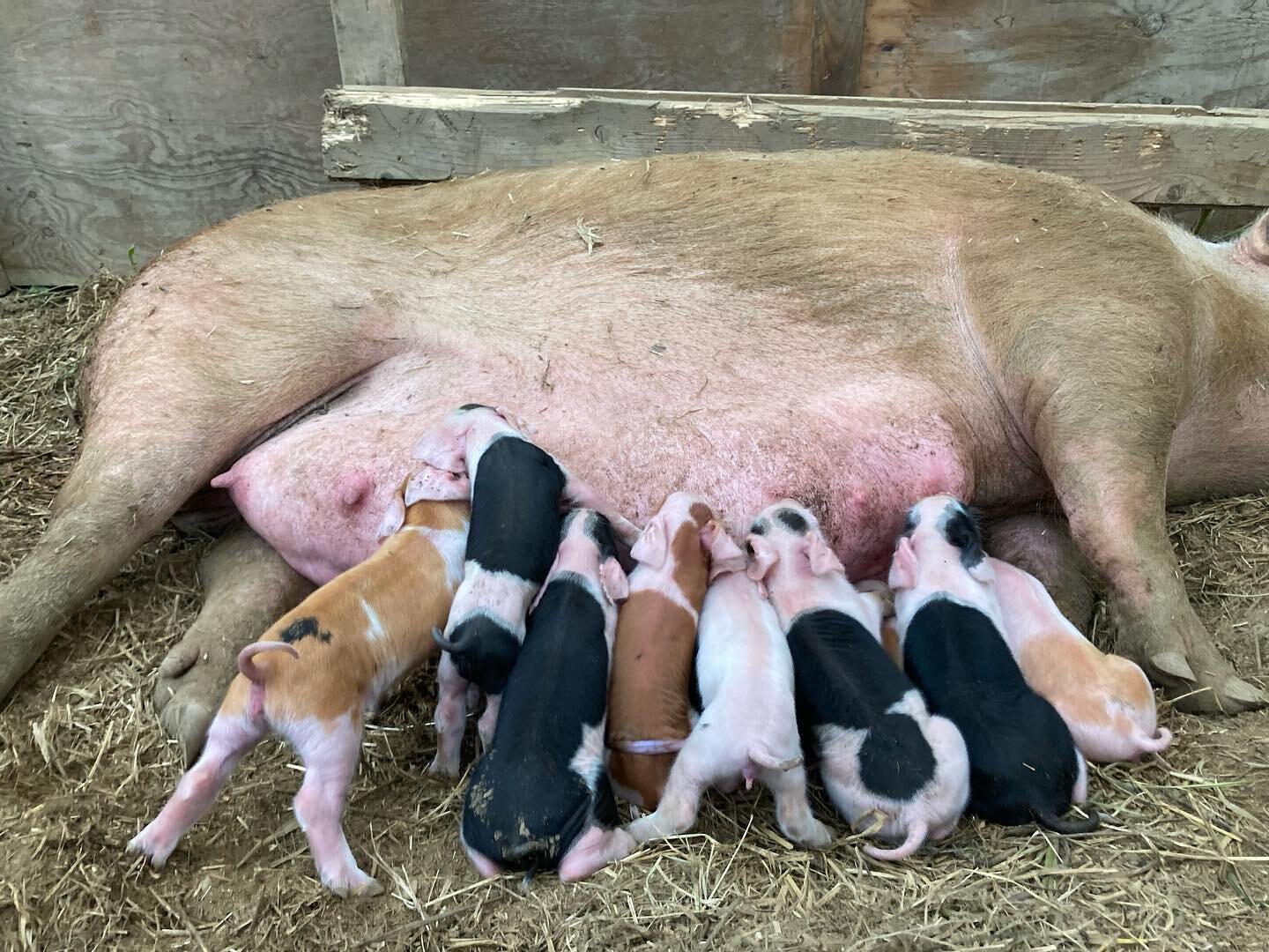 PIG(LET) UPDATE: Pearl had her litter this afternoon and did great ~ Max came in to the other half of the divided caterpillar tunnel during the rain to nurse her piglets, and it&rsquo;s striking to see the growth difference of 5 weeks. Fern&rsquo;s u