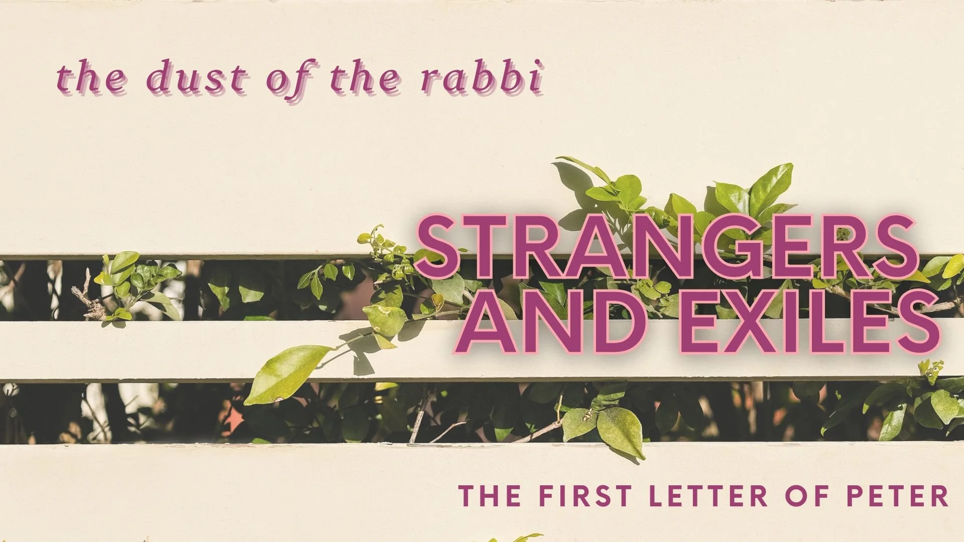 The Dust of the Rabbi