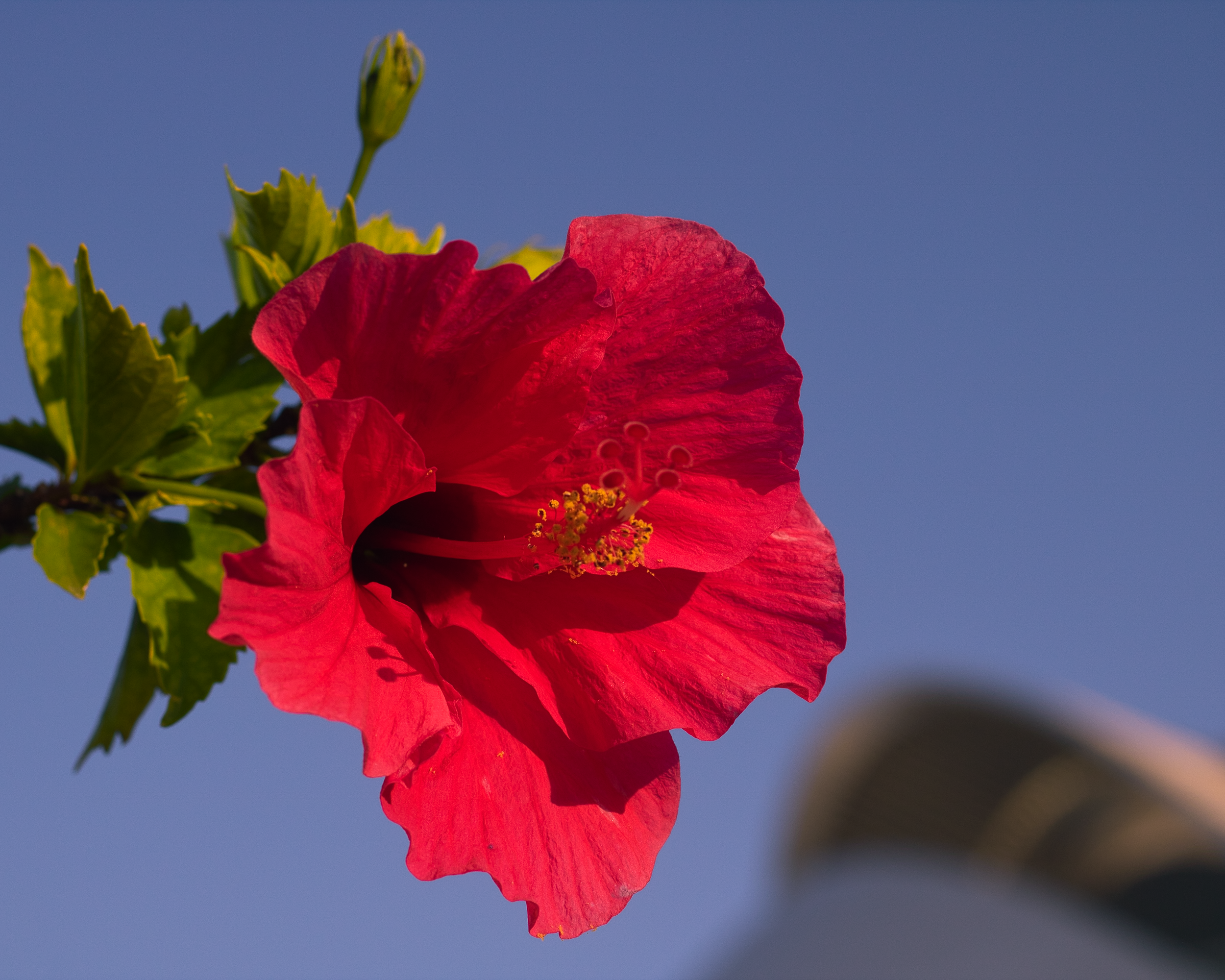 In the foreground of the Palace of the Arts, catching the last of the day’s golden light, a Red Darling hibiscus flower casts a shadow of its stigma onto itself at dusk. Just a few hours south of Barcelona and east of Spain’s landlocked bullseye, Madrid, the City of Arts and Sciences exists not only as a place of imagination and abstraction, but also as a setting rooted elementally in water, air and earth. The story told in the walls and wildlife of the City Within a City felt like home. As old as time, nature connects us to one another. Truthfully, when I decided to visit, it was the result of me committing to attend the world’s largest food fight, La Tomatina, 45 minutes away in the small town of Buñol. In hindsight, the architecture in Valencia alone is reason enough to inspire a visit. Valencia also claims fame as the originator of the hearty dish paella , traditionally cooked with what Valencians had: rabbit, chicken and snails (not seafood, and never sausage!) With a UNESCO World Heritage Site in its old town, La Lonja de la Seda (The Silk Exchange), you’d be remiss to pass up a visit to Valencia if you’re ever in the area.