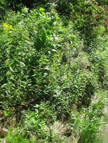 Repousses de saule issues d'un matelas de branches 3 mois après les travaux