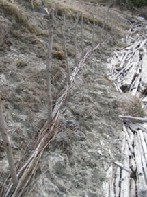 Mise en place d'un fagot de branches (avant d'enfoncer les pieux)