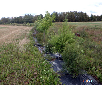 Haie brise-vent 3 ans après la plantation (ferme Témistar)