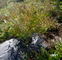 Potentille frutescente plantée sans plastique, 3 ans après la plantation (ferme Témistar)
