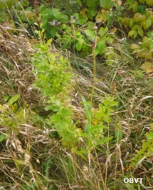 Spirée à feuilles larges plantée sans plastique, 3 ans après la plantation (ferme Témistar)