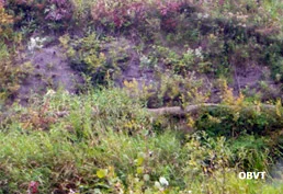 Faible reprise des végétaux dans une pente forte érodée 3 ans après les travaux de génie végétal (ruisseau Ranou, Ville-Marie). La toile de fibres de coco n'a pas pu retenir les semis sous l'action des pluies.