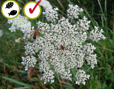 Carotte sauvage (Daucus carota) © Claude Lavoie, ESAD
