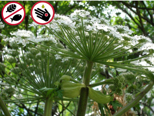 Berce du Caucase (Heracleum mantegazzianum) © Claude Lavoie, ESAD