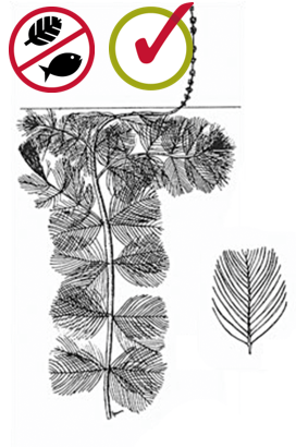 Eurasian water-milfoil Myriophyllum spicatum
