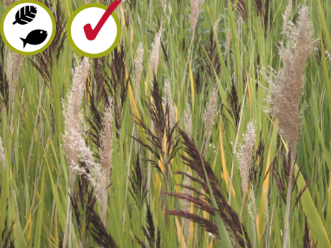 Roseau commun Phragmites australis Common reed (1,5 - 2,5 m) © Bibiane Racette, CREAT