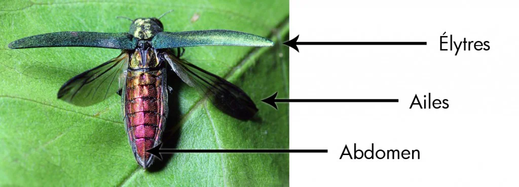 © David Cappaert, Michigan State University, Bugwood.org