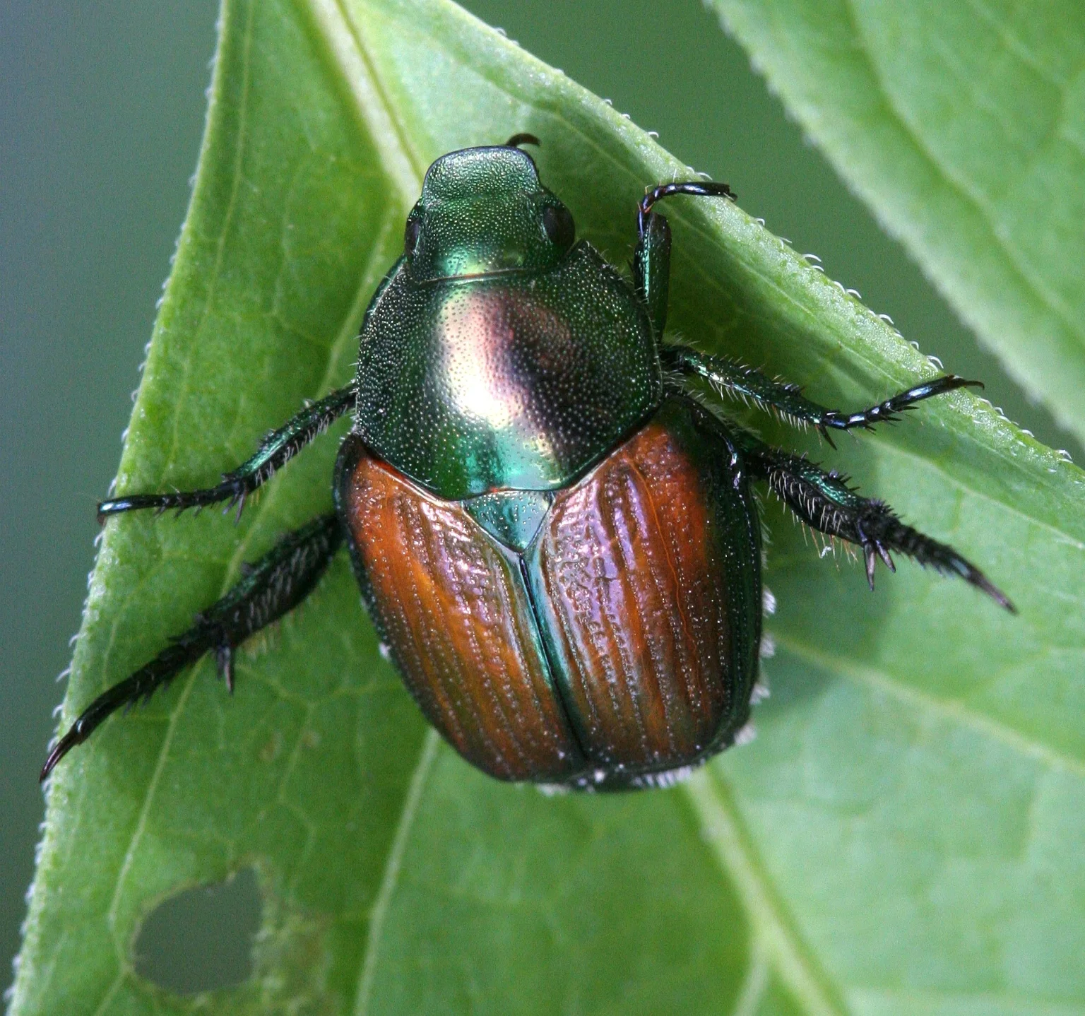 Japanese beetle ( Popillia japonica ). © David Cappaert, Michigan State University, Bugwood.org