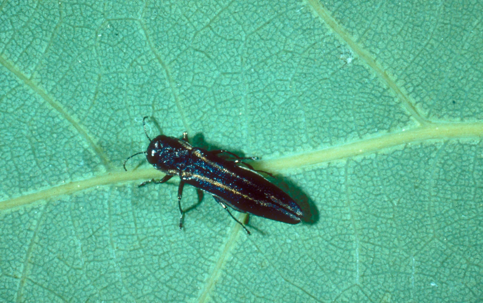 Bronze birch borer ( Agrilus anxius ). © Whitney Cranshaw, Colorado State University, Bugwood.org