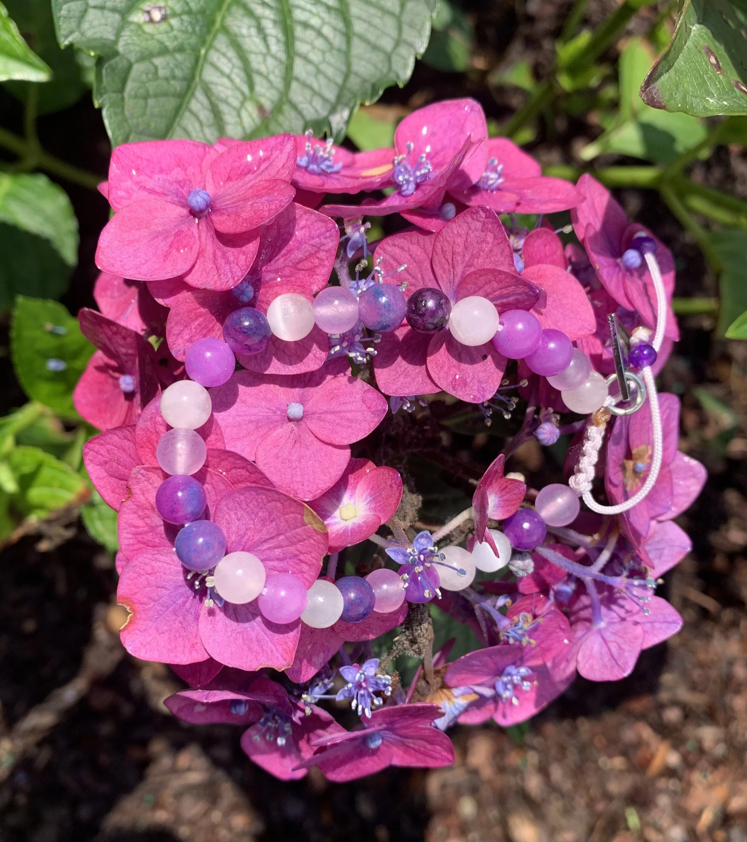 peace on hydrangea.jpeg