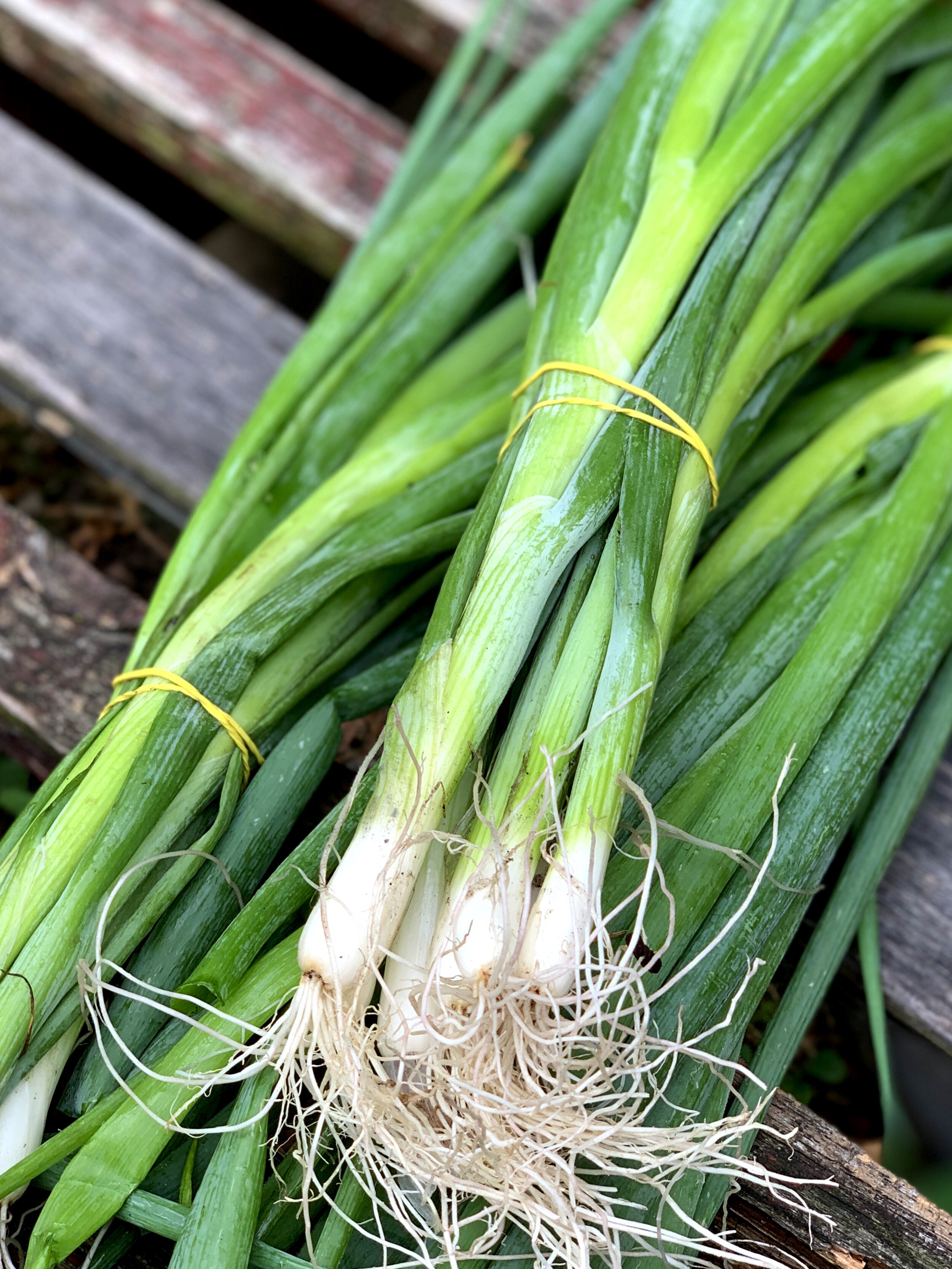 Scallions Nancy Treuber.jpg