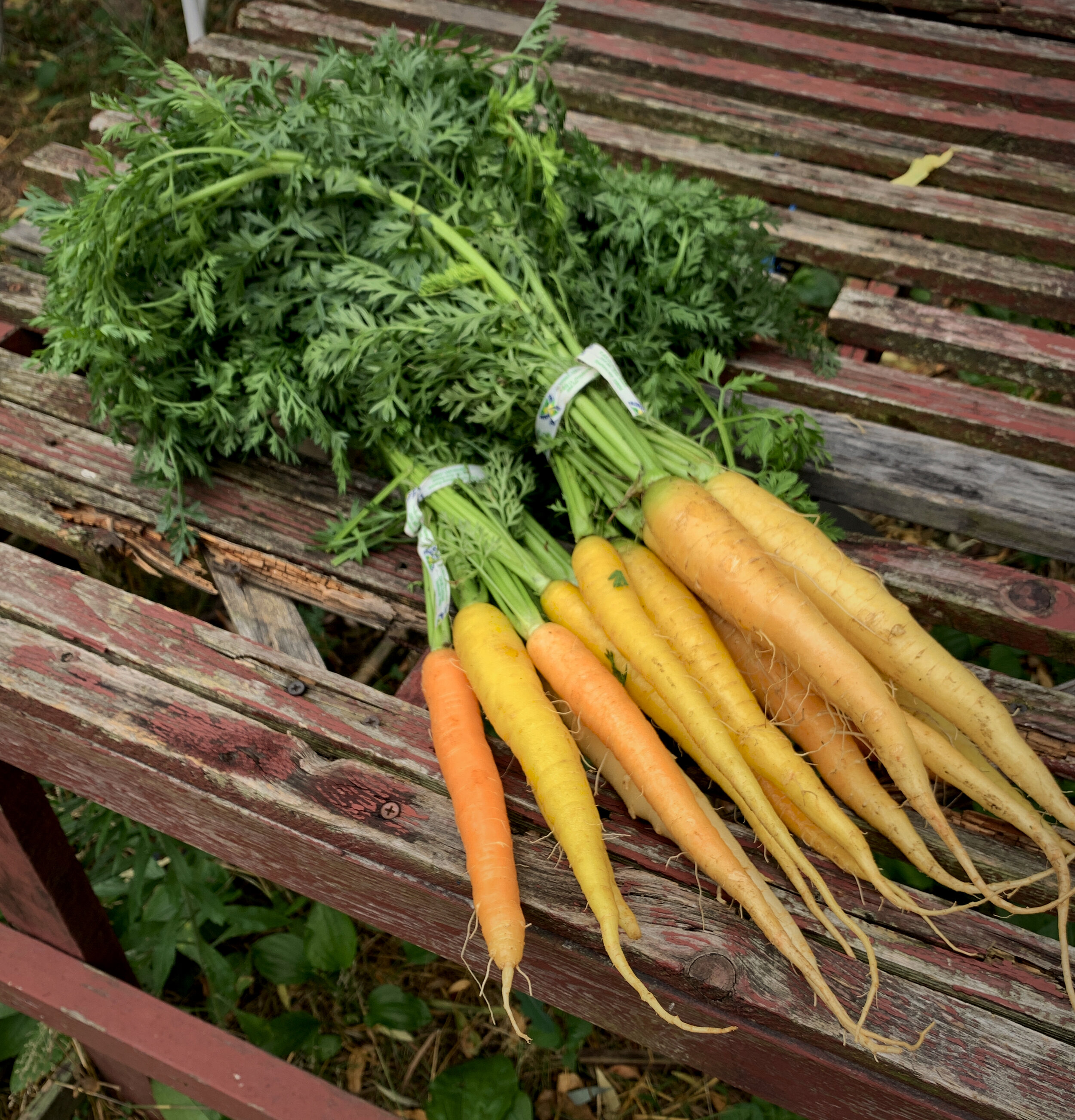 Carrots Nancy Treuber.jpg