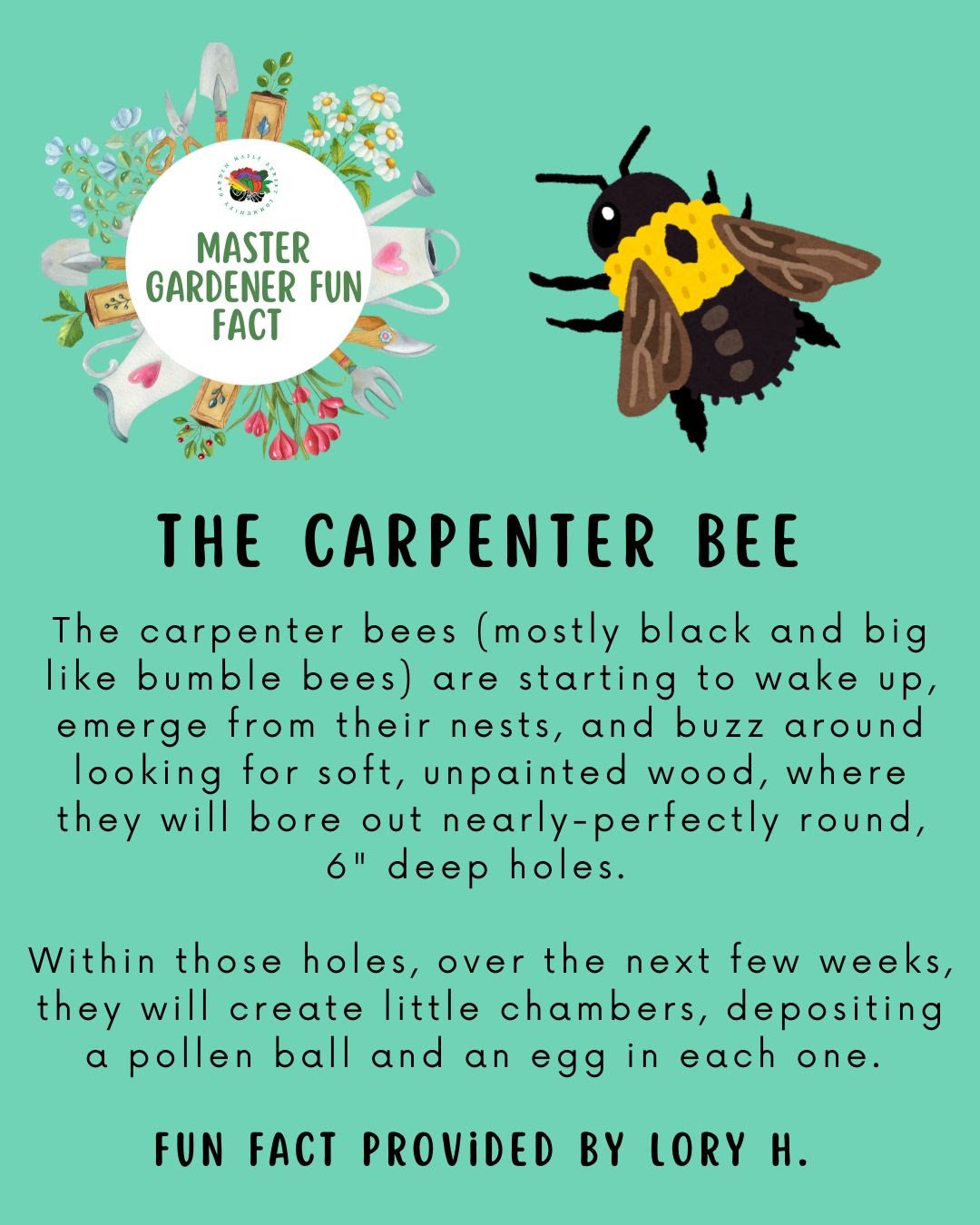 Gardening Fun Fact: The Carpenter Bee