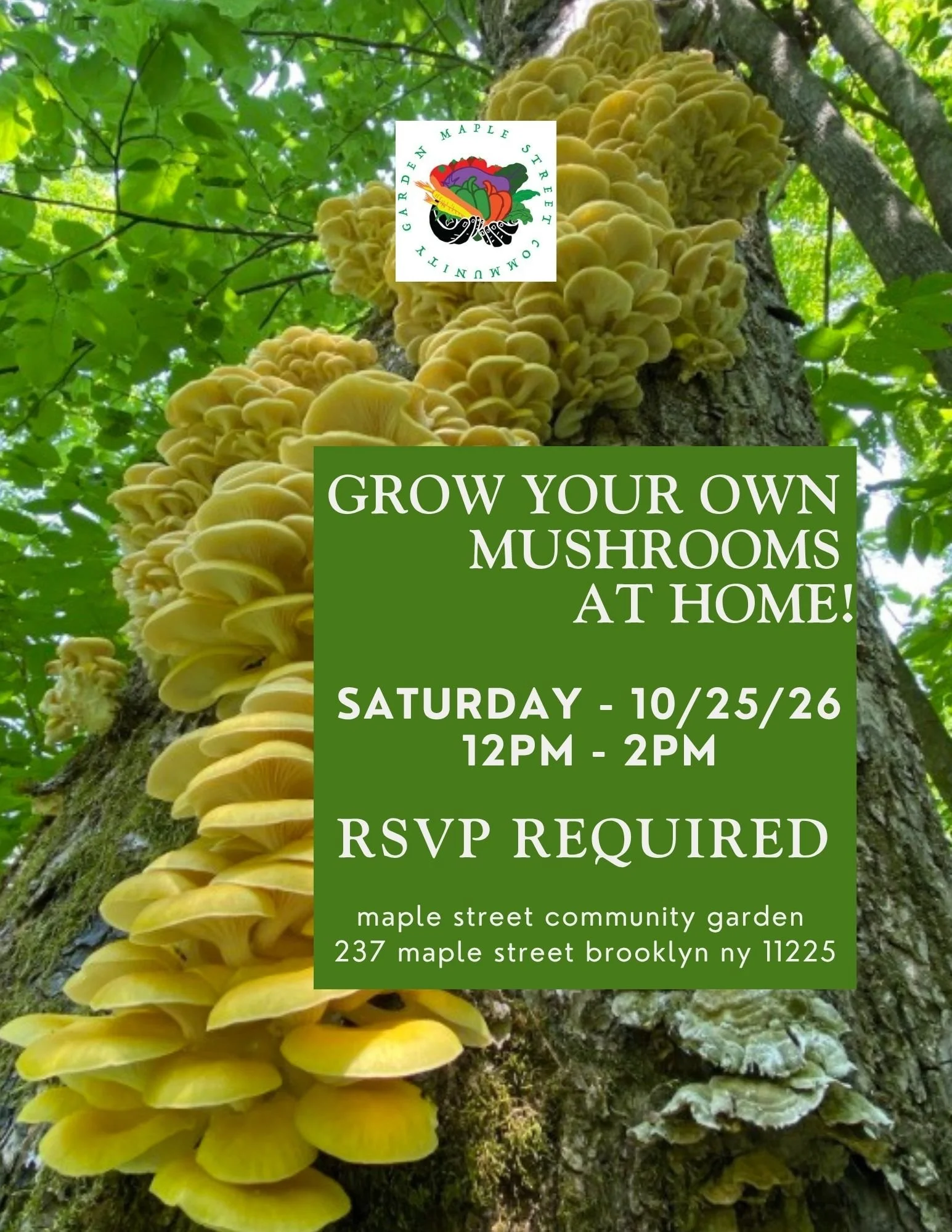 10/25 Grow Your Mushrooms At Home Workshop