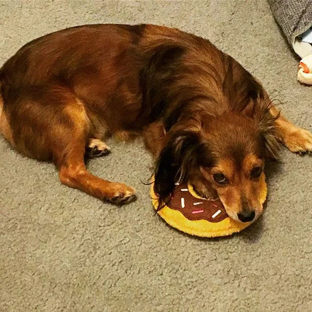 Who says you can&rsquo;t have donuts for breakfast? Thanks auntie @kiranvft ❤️❤️❤️ #dogswithoutborders #rescuedog #muttsofinstagram #mrmontsterdog #daschundsofinstagram