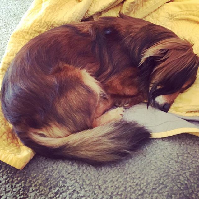 &ldquo;Make every blanket your bed&rdquo; &mdash; Montgomery Burns Sloame Wallace #daschundsofinstagram #rescuedog #mrmontsterdog #muttsofinstagram