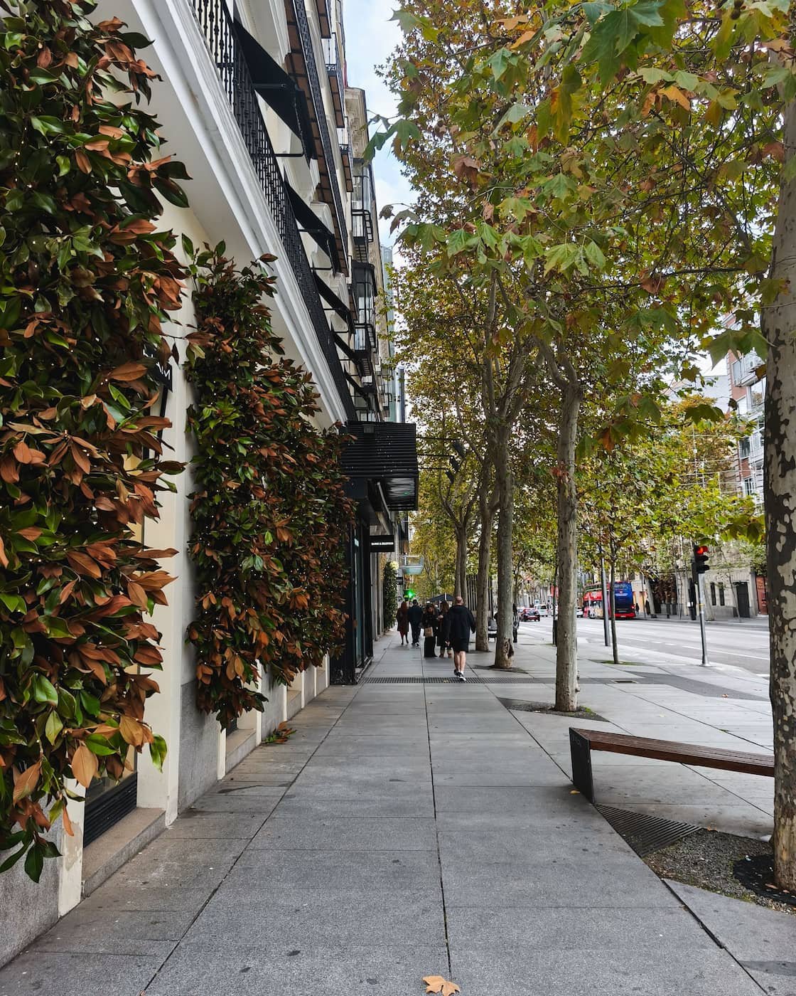 Tree-lined street in Madrid’s Salamanca neighborhood near Serrano.