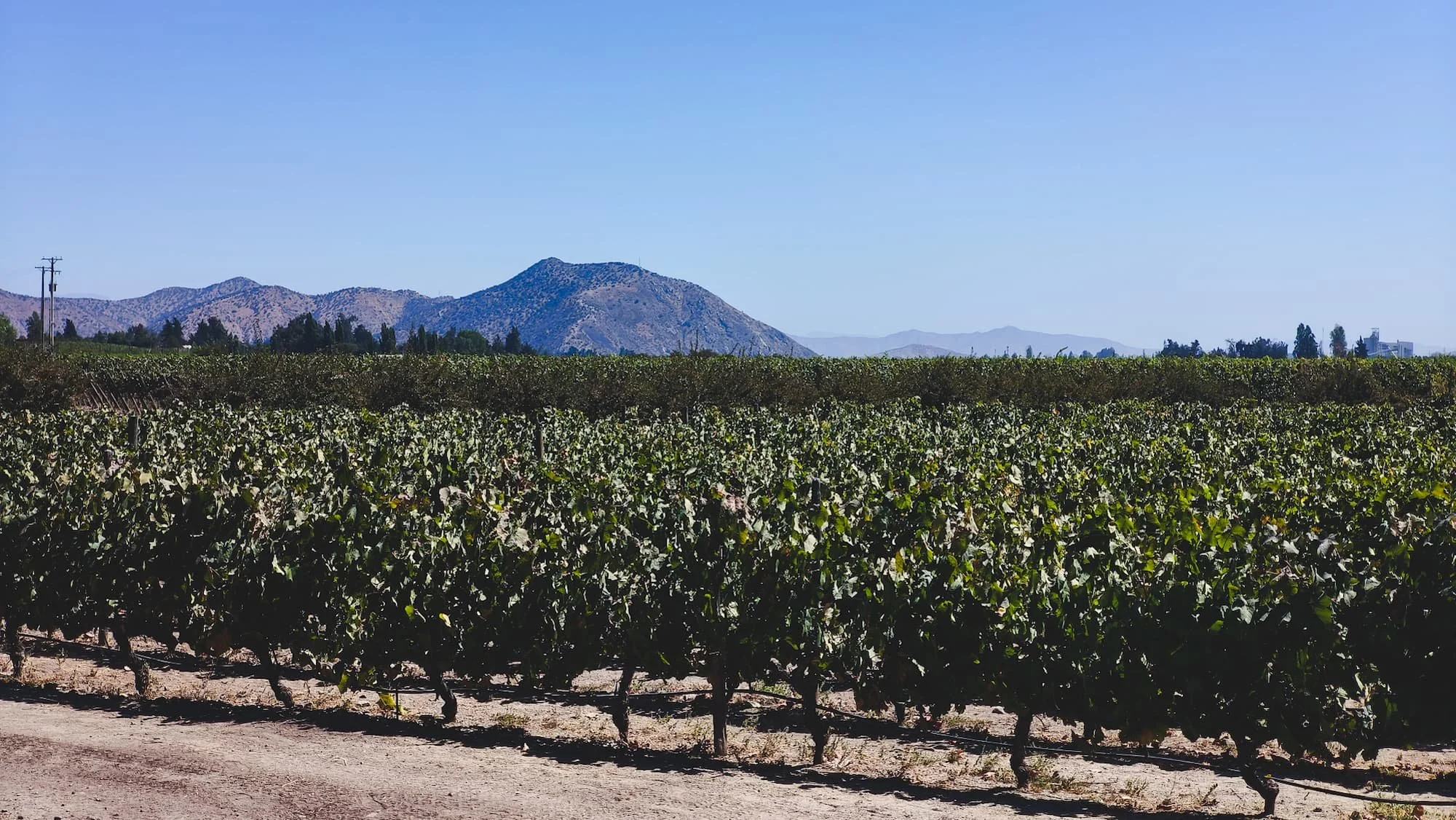 Concha y Toro Winery Day Trip from Santiago (No Car Itinerary)