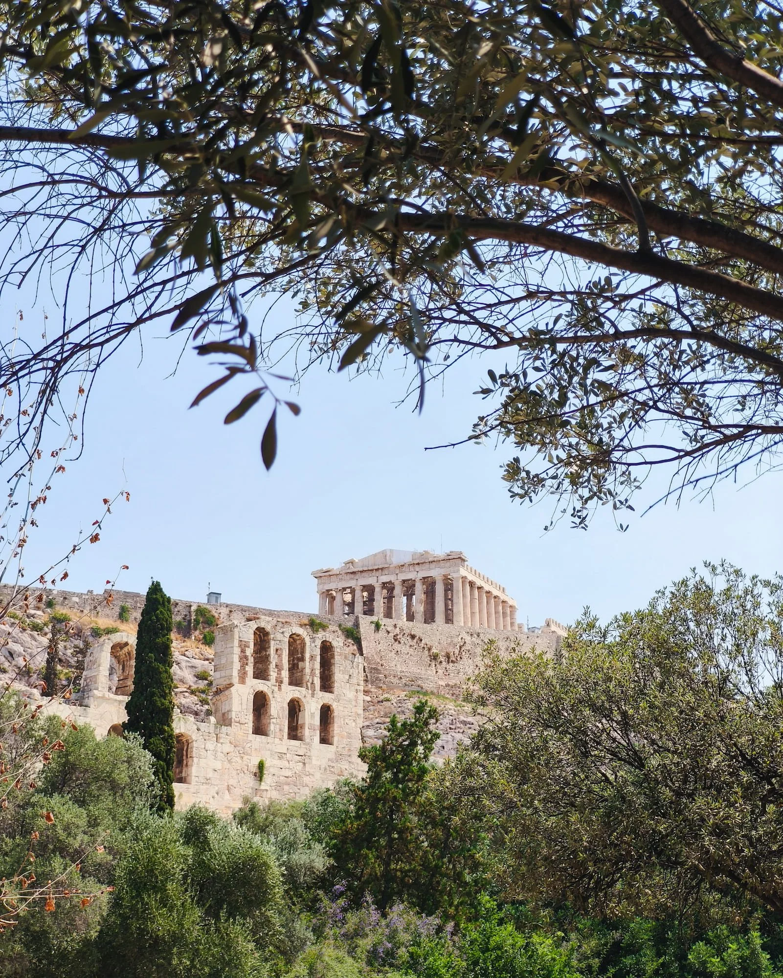 athens-parthenon-olive-trees.jpg