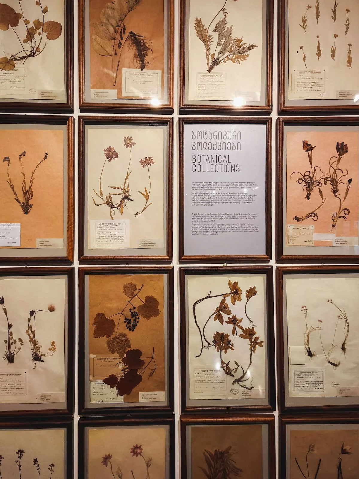 The botanicals display