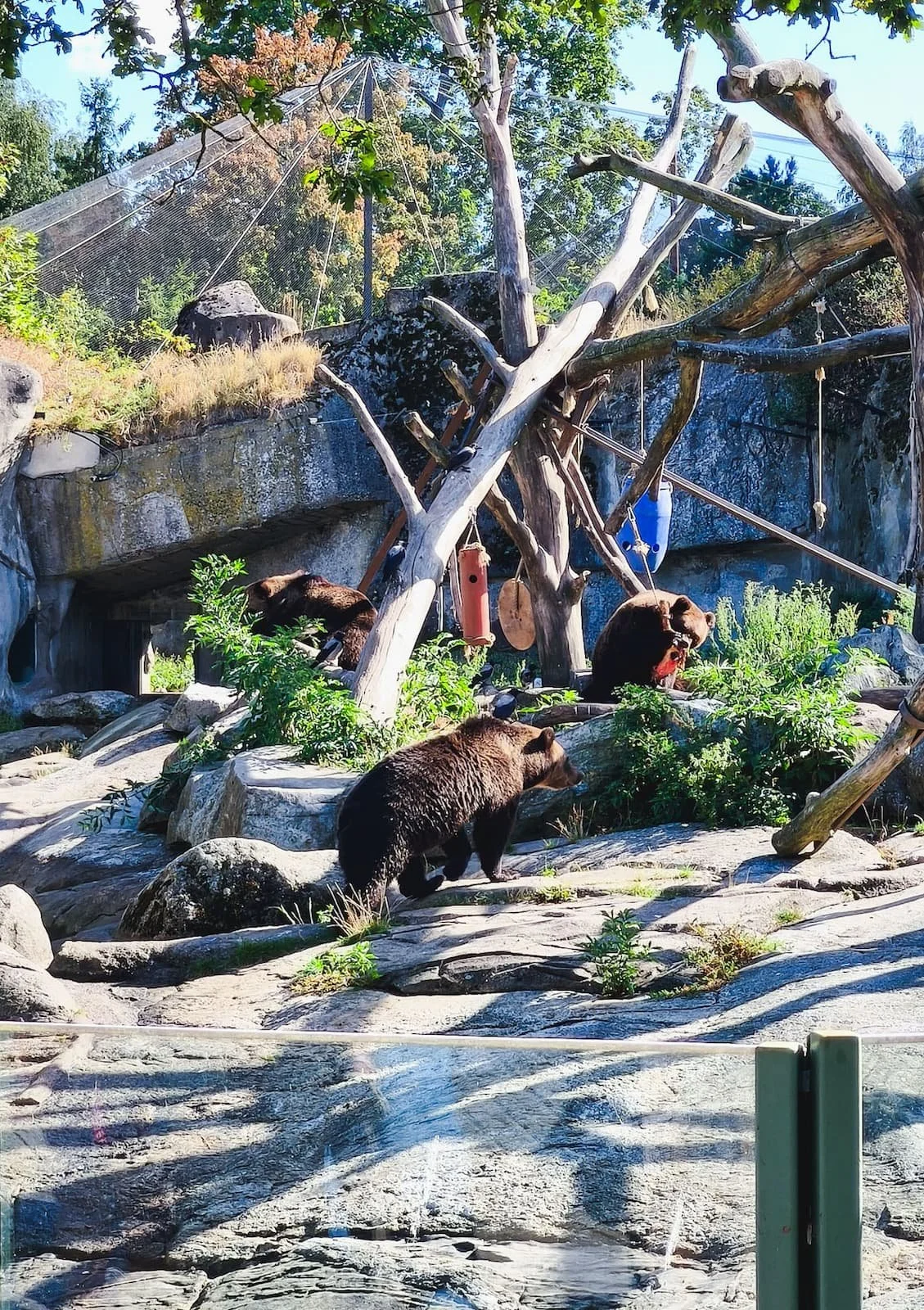 Nordic animals (brown bears!)