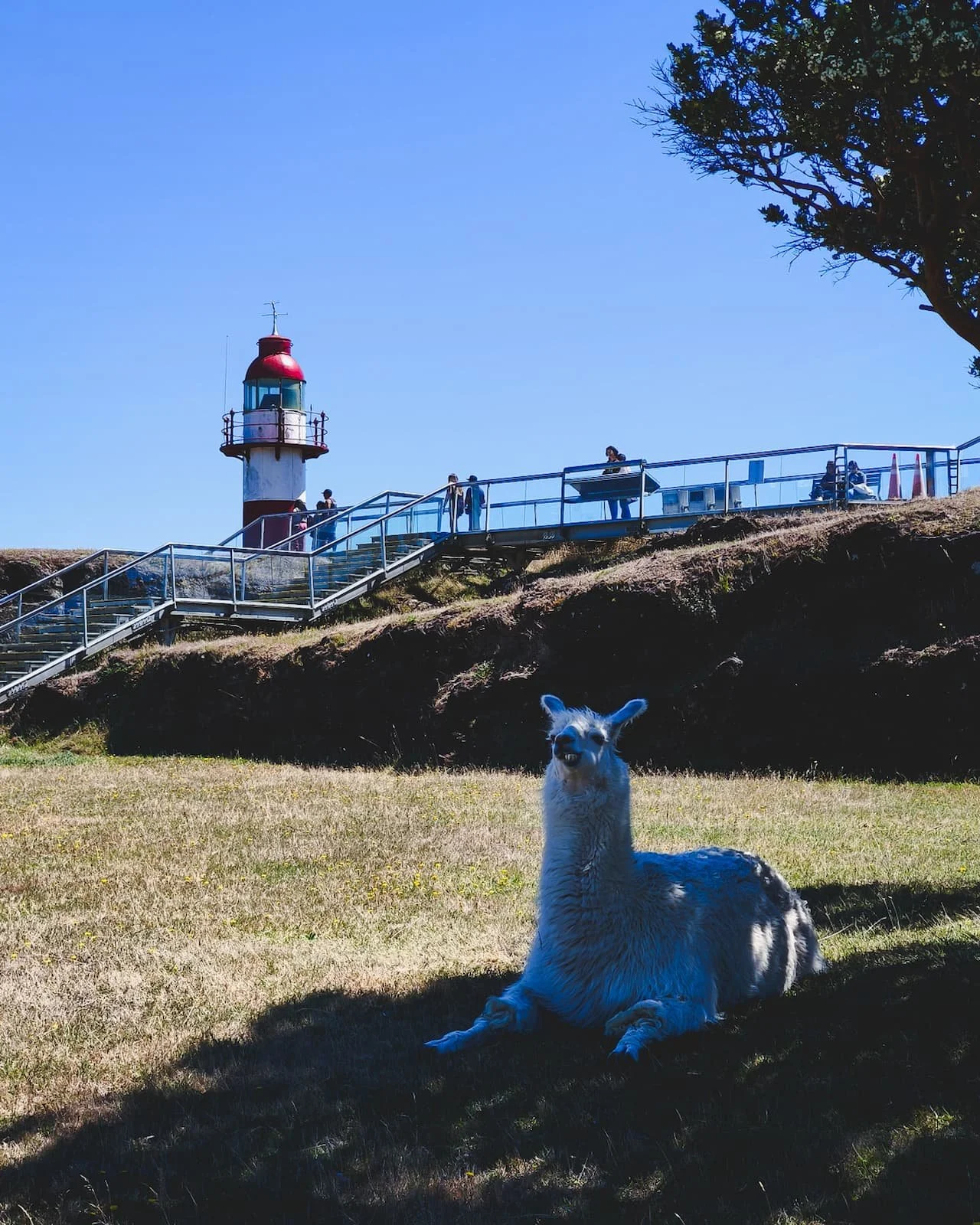 White llama named Mito resting under a tree at Castillo de Niebla with the fort walls and lighthouse behind him.
