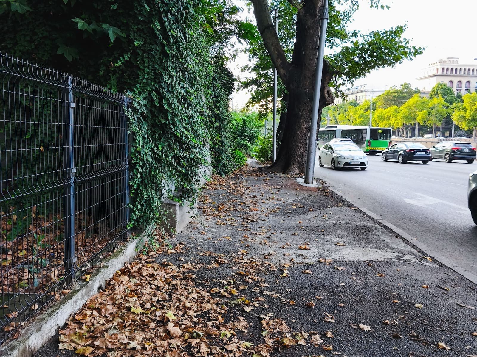 Uneven and patched sidewalk around mature trees along a street in Tbilisi