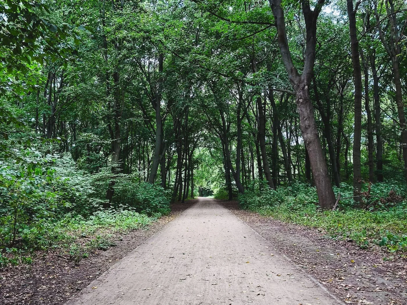 Quiet gravel walking path through Berlin's Tiergarten park, surrounded by tall trees and greenery.
