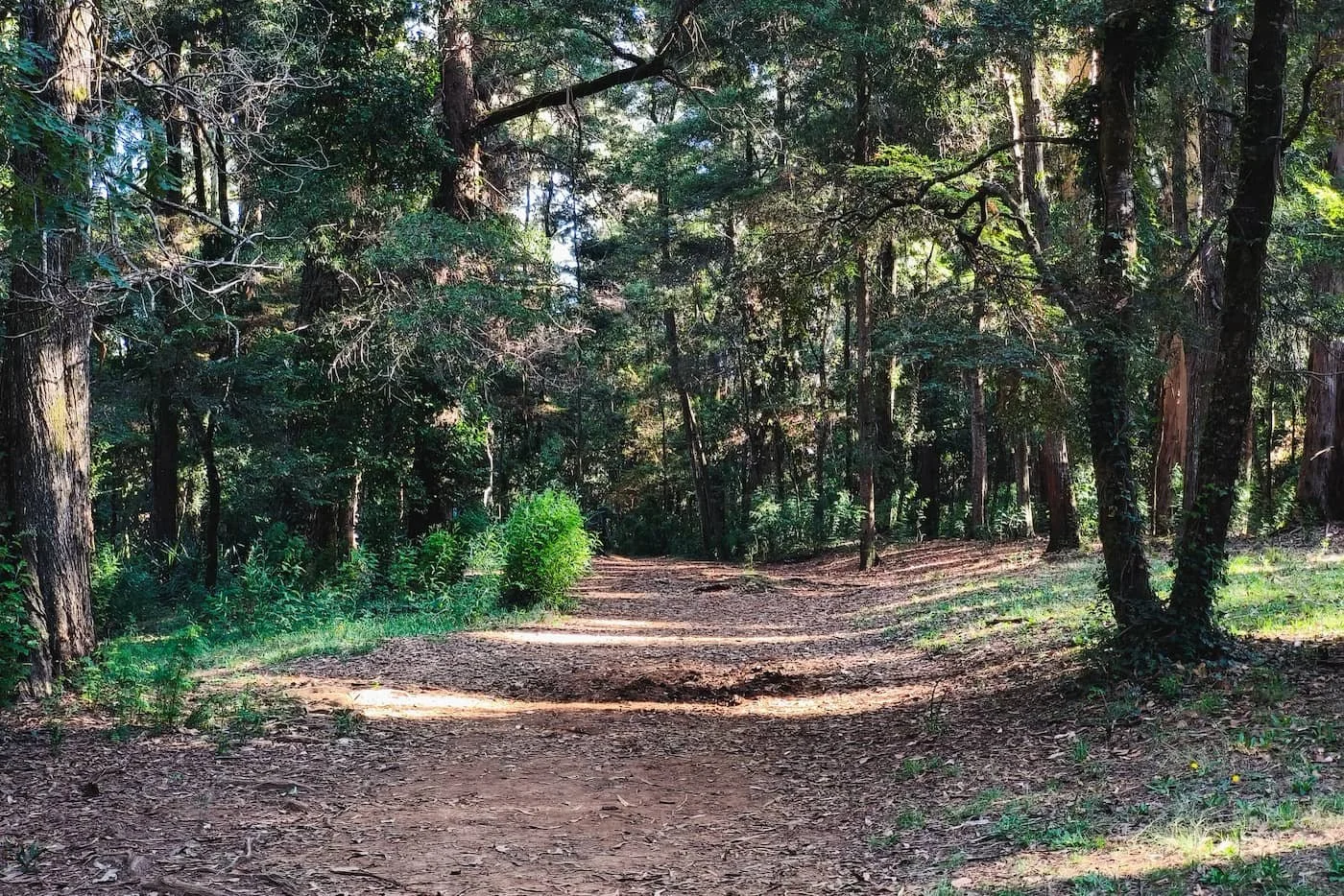 Forest walking trail in Parque Saval in Valdivia, Chile
