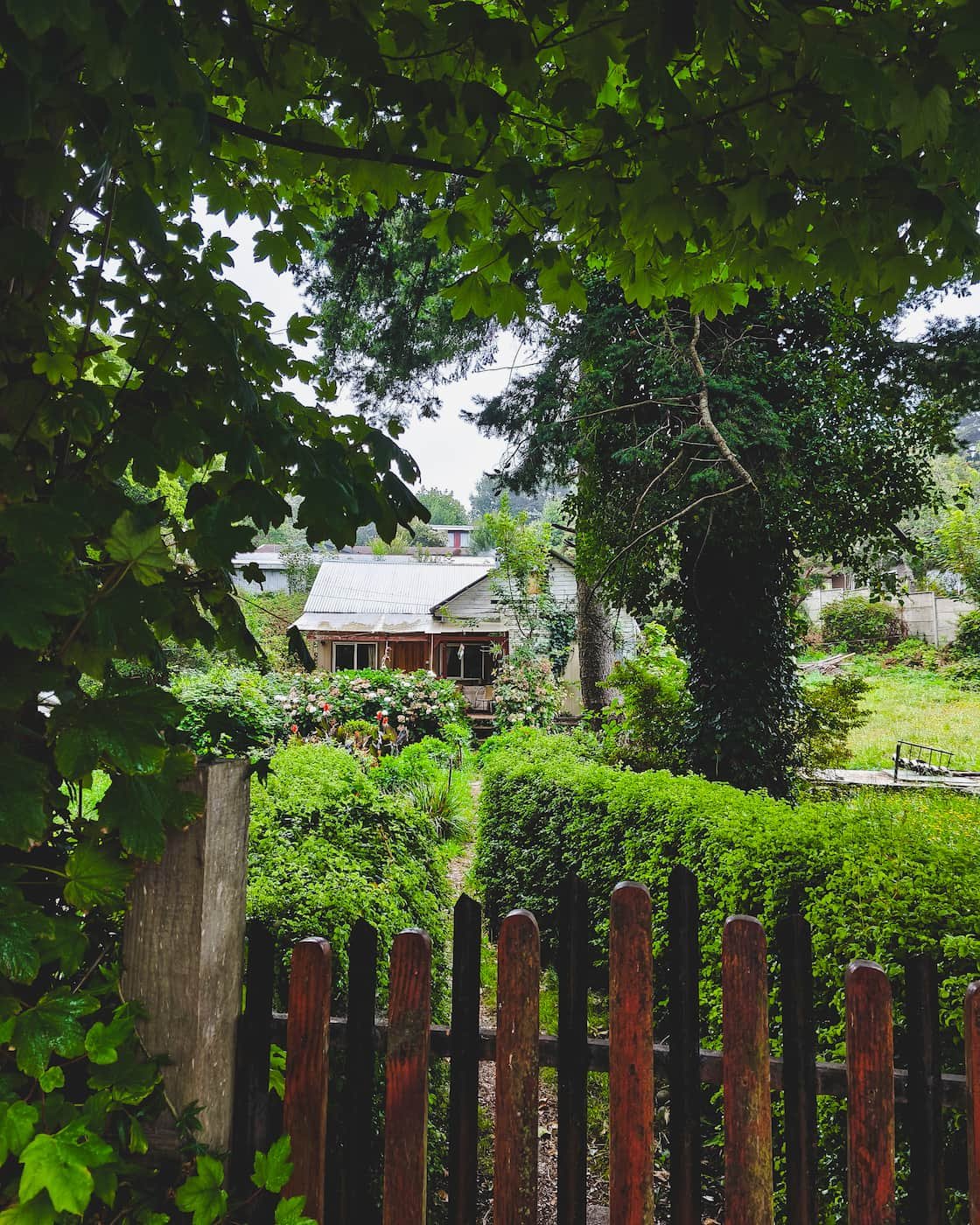 House in Niebla framed by thick greenery typical of the Valdivian forest region