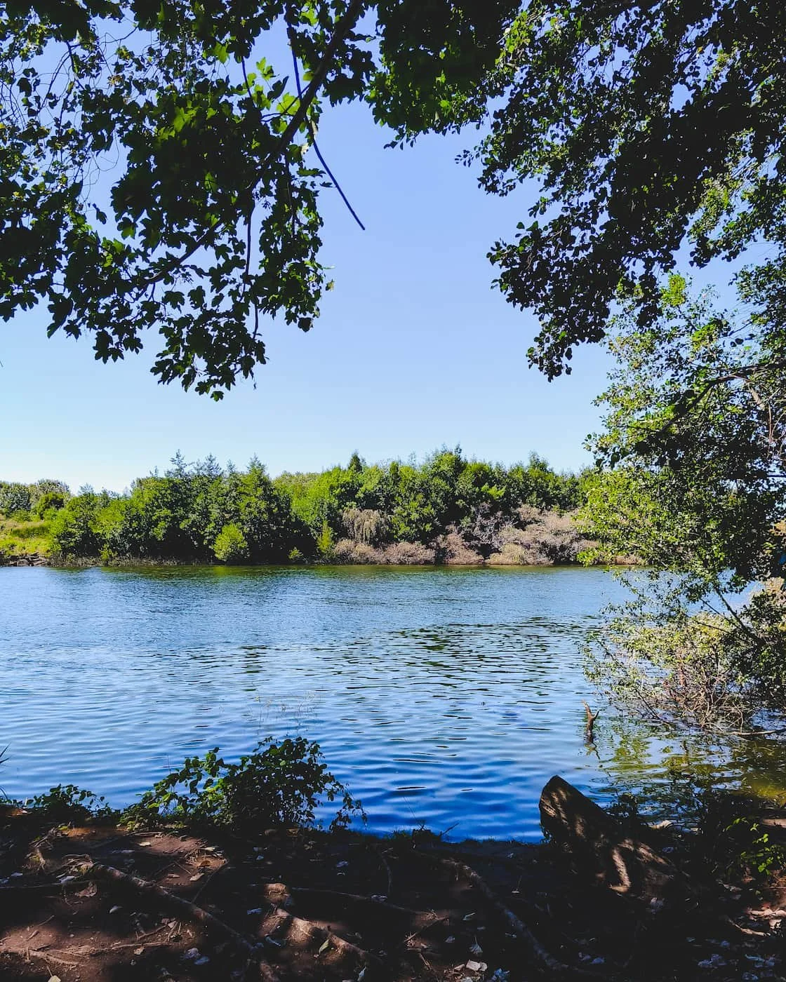 River path in Jardín Botánico of UACh in Valdivia, Chile.