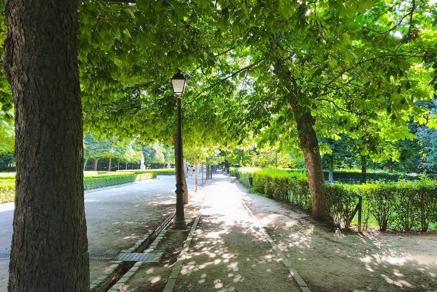 Tree-lined path or lake area in El Retiro Park in Madrid.