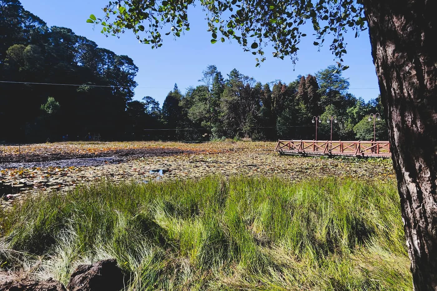 Lily pond surrounded by greenery at Parque Saval in Valdivia, Chile.