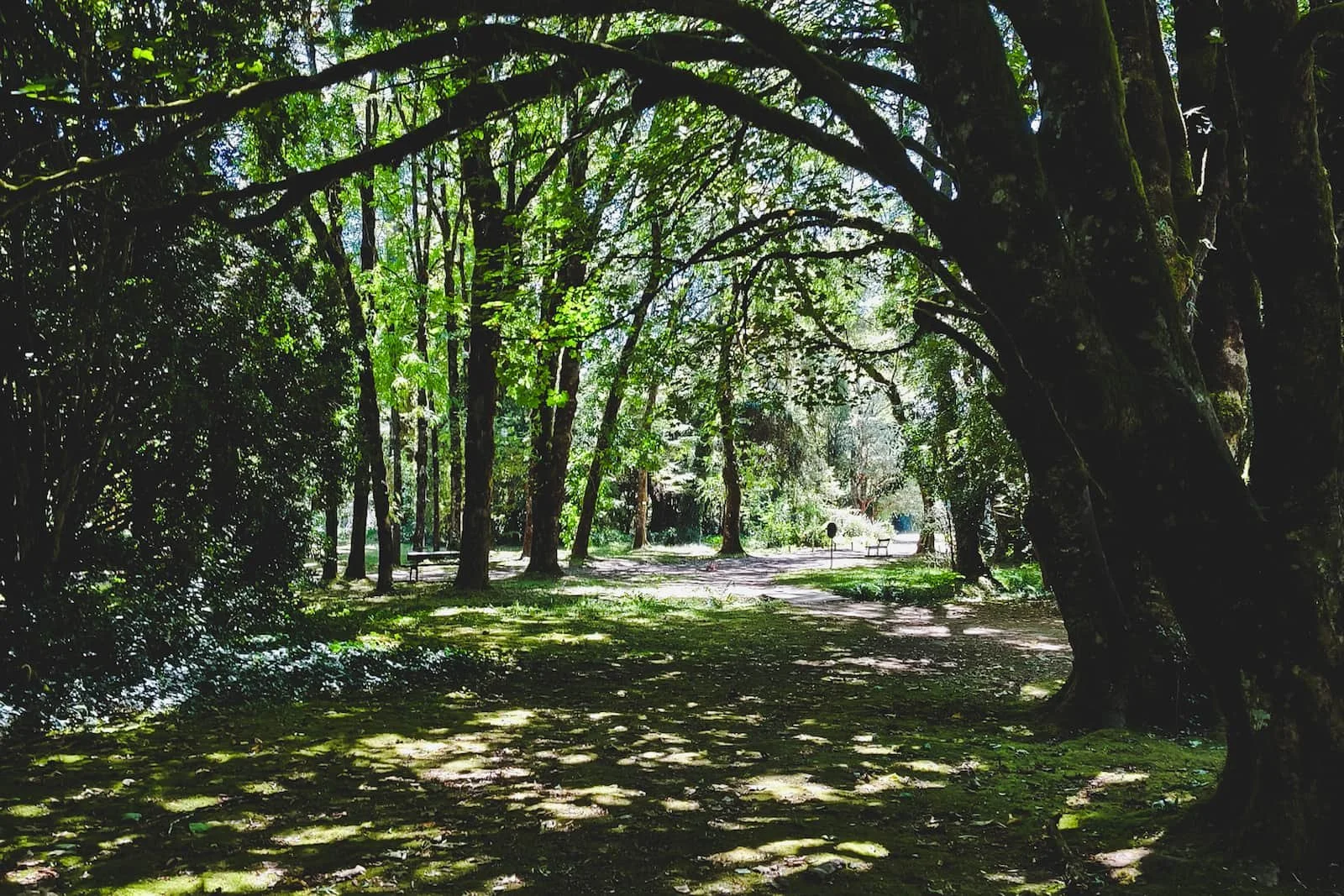 Forest path inside Jardín Botánico de la Universidad Austral de Chile in Valdivia.