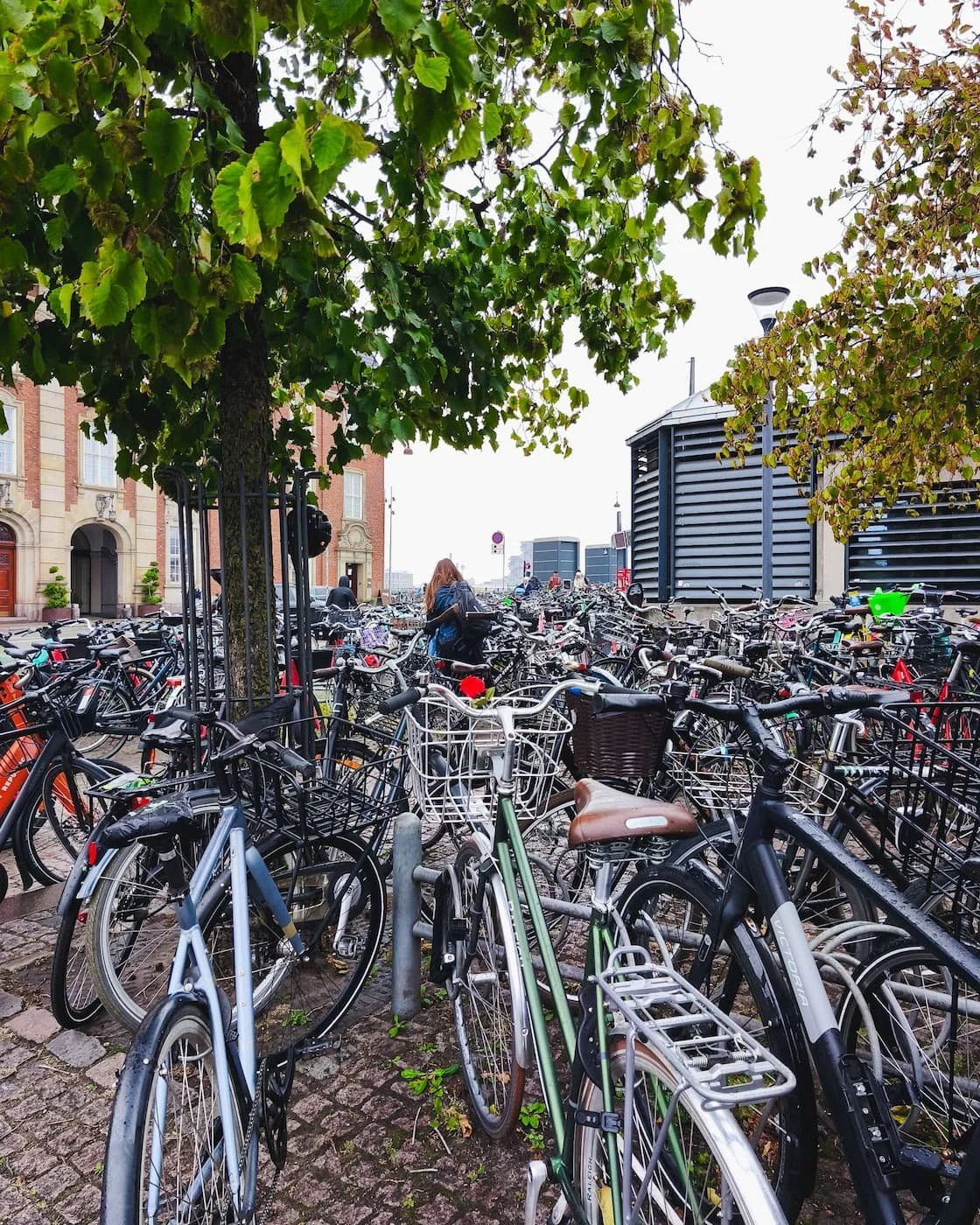 Large rows of bicycles parked beneath trees in Copenhagen.