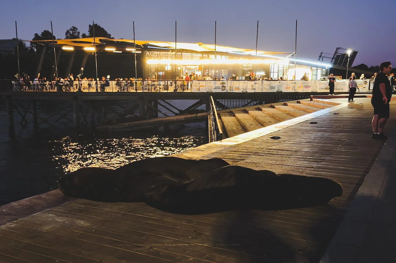 Sea lions asleep in the evening on the Costanera in Valdivia, Chile.