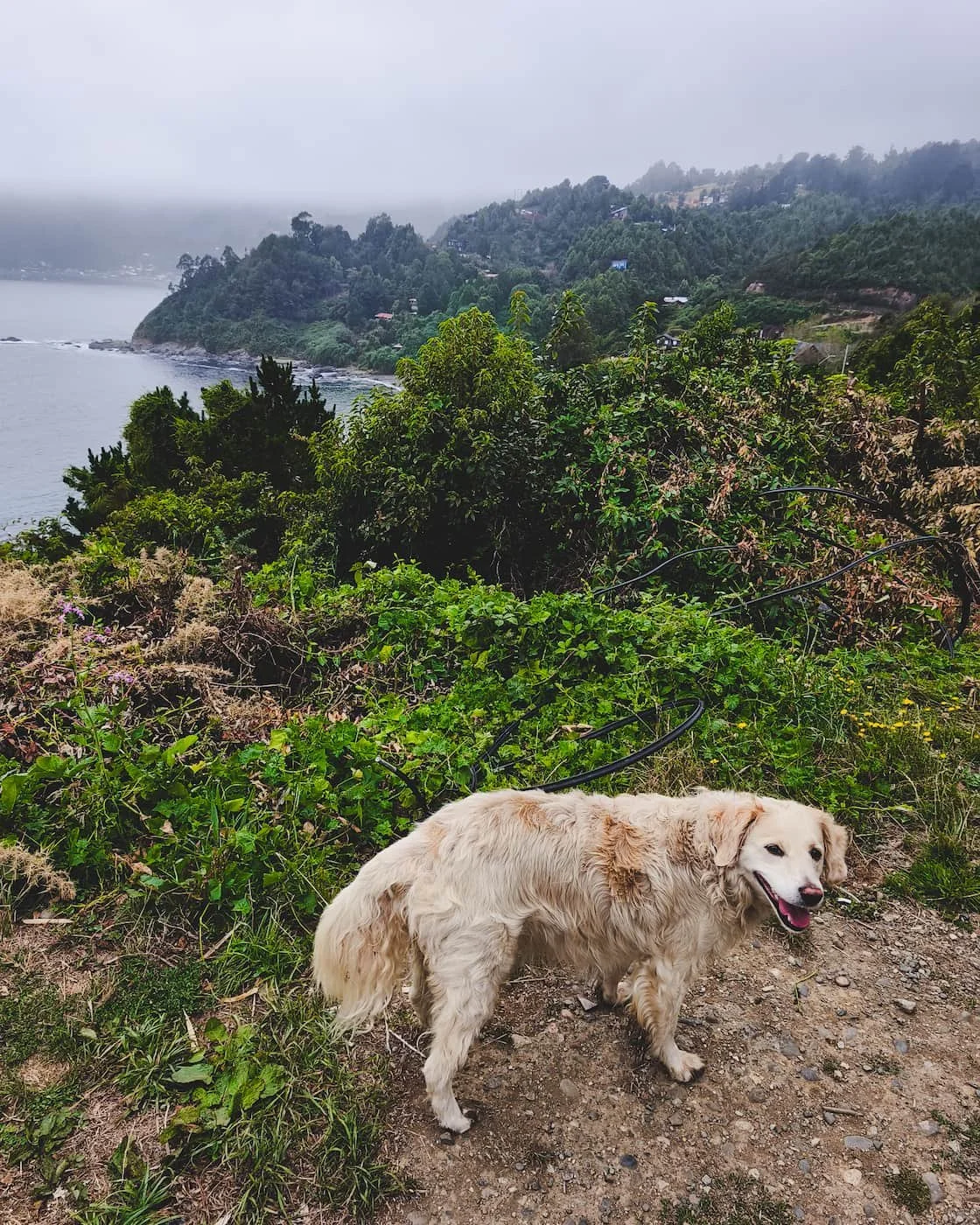 Stray dog standing at a coastal viewpoint in town.