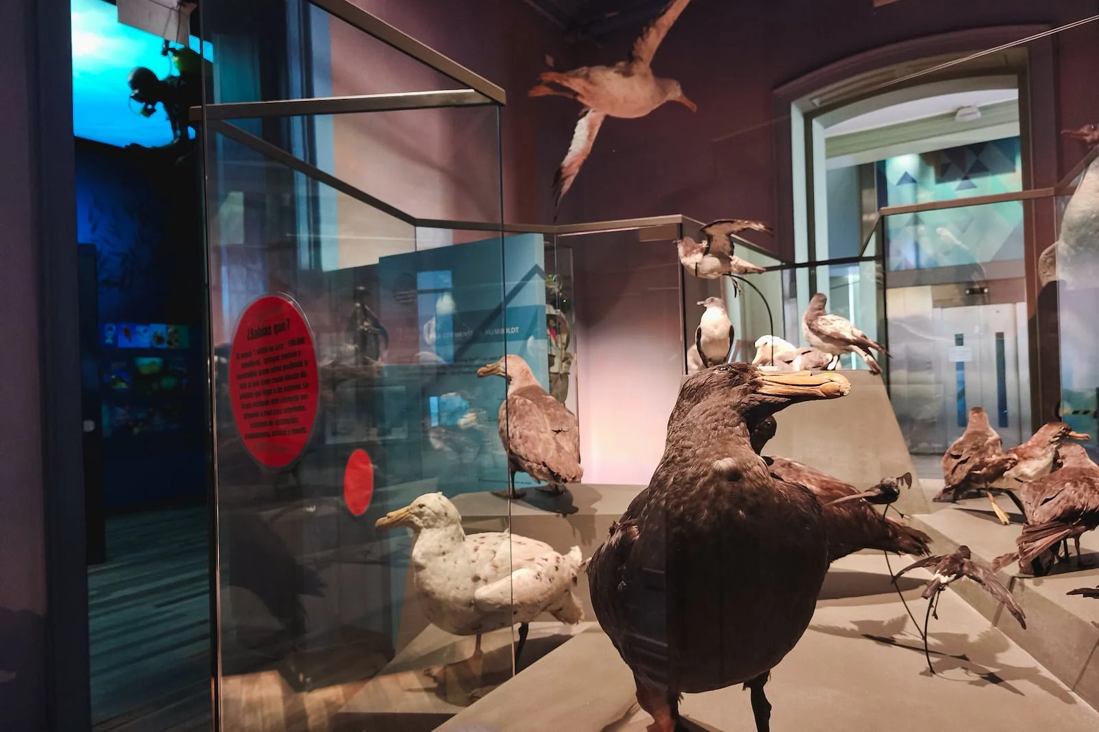 Interior exhibits inside the Museo de Historia Natural de Valparaíso.