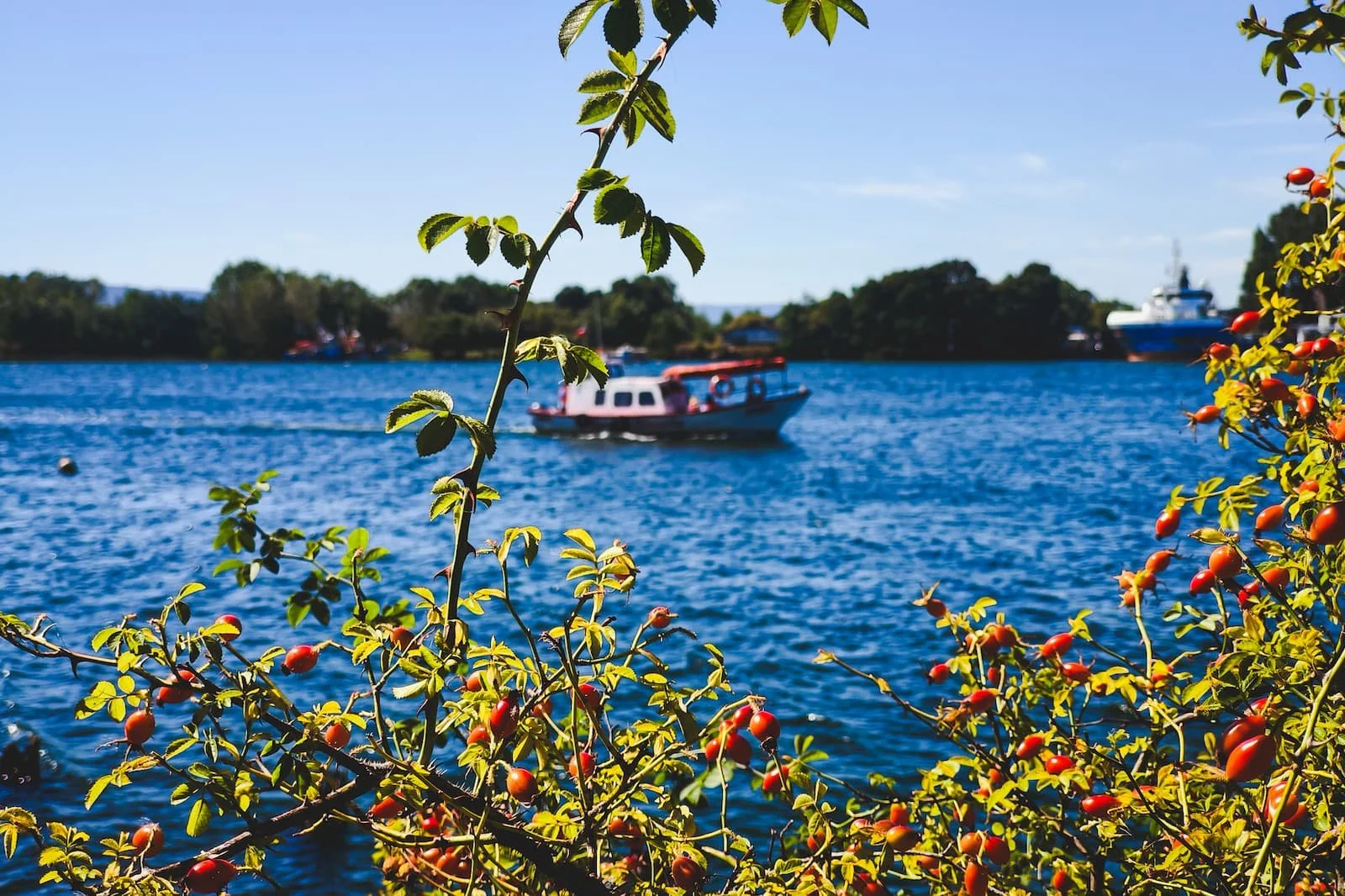 Valdivia riverfront views and boats and shrubbery.