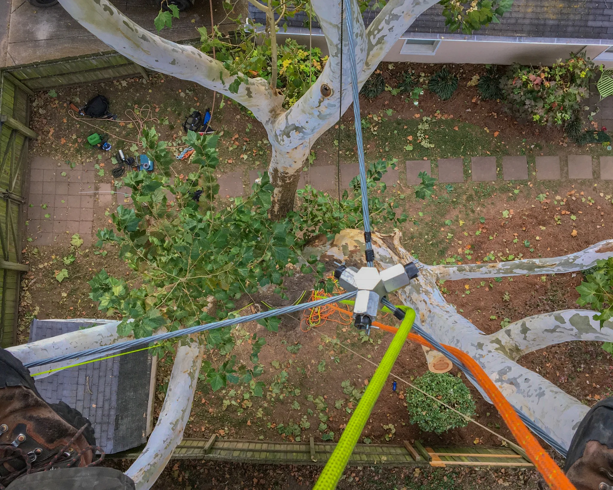 Cabling & Bracing for Longevity