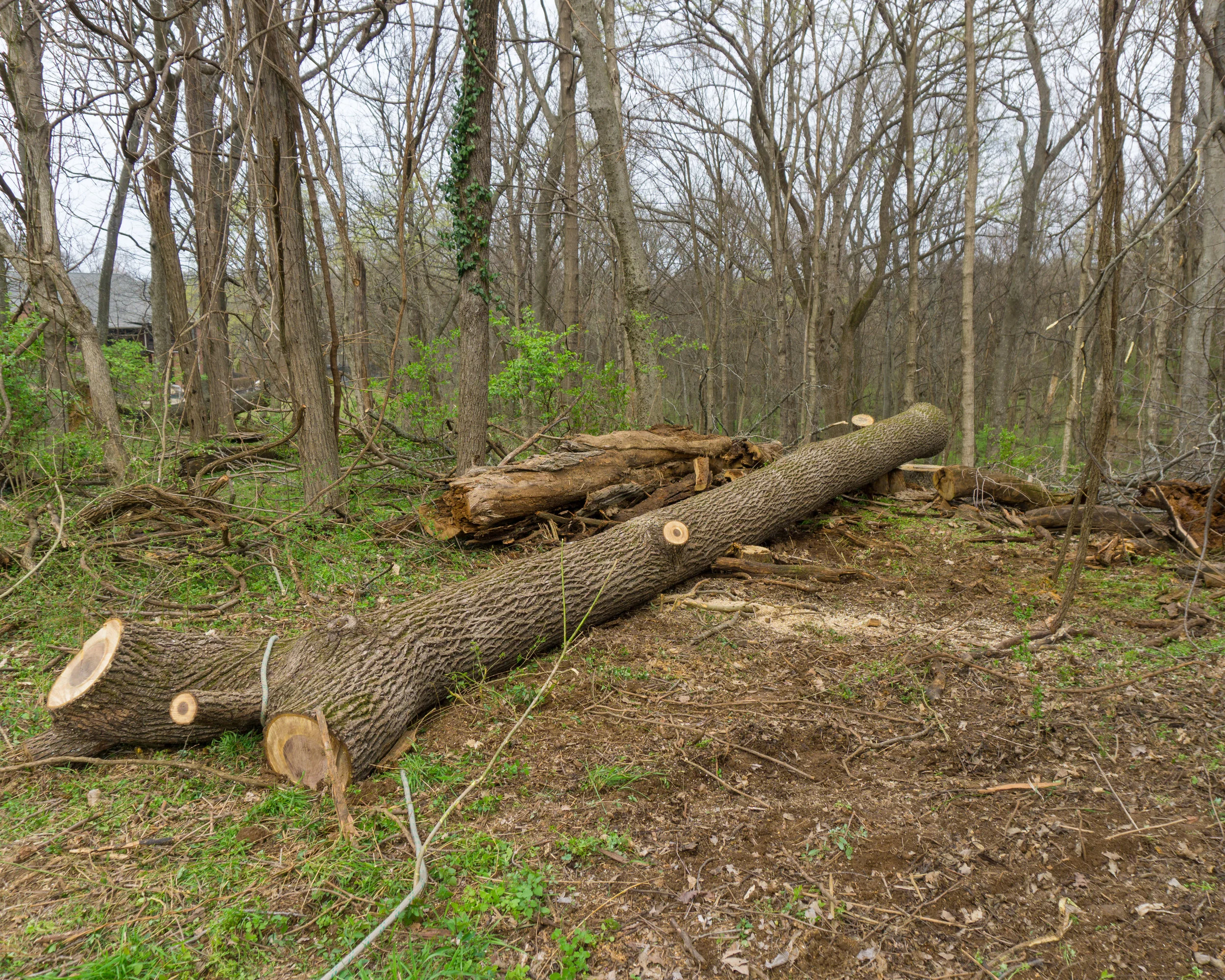 Selective Lumber Salvage