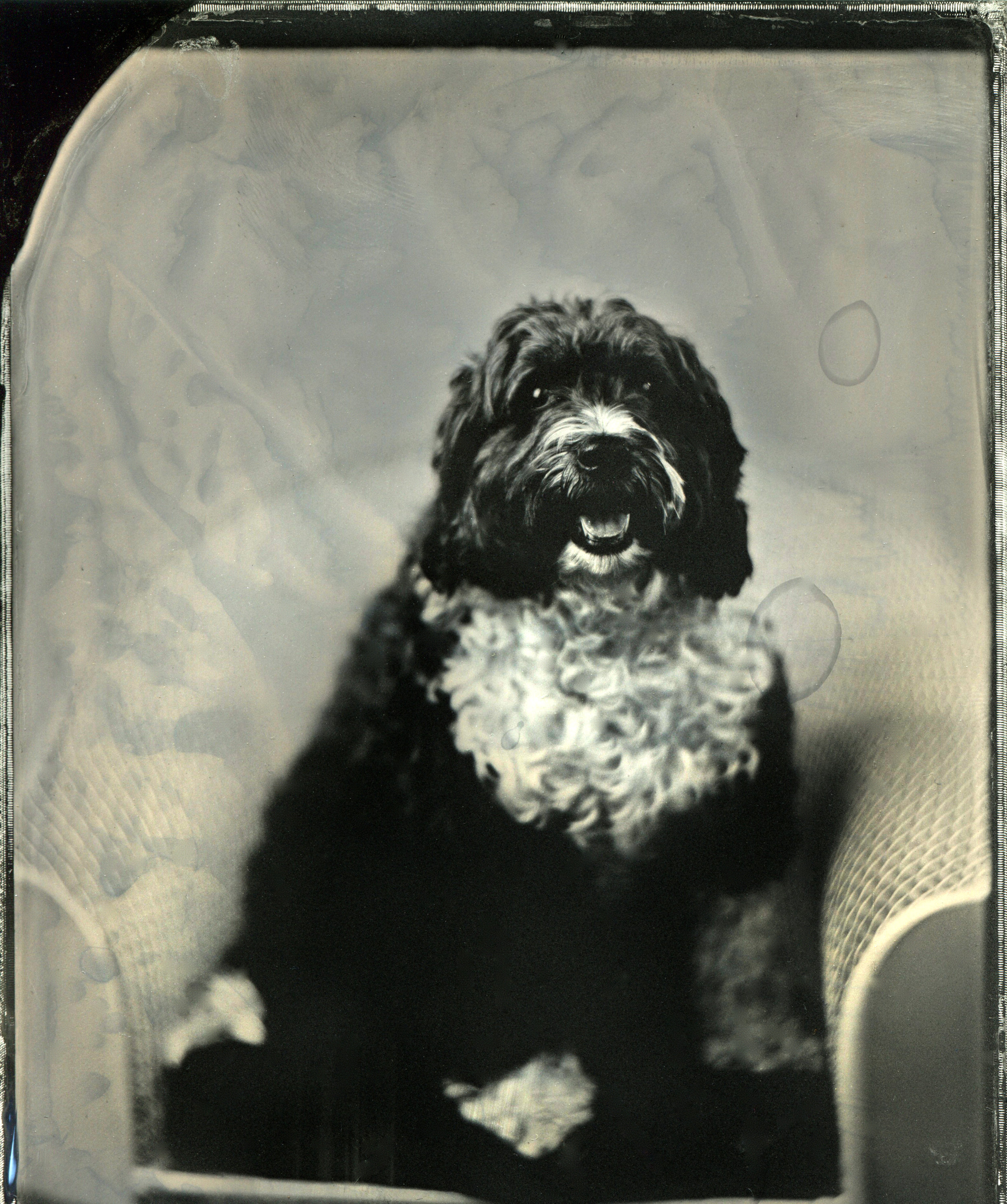 TinType_Daisy 1.jpeg