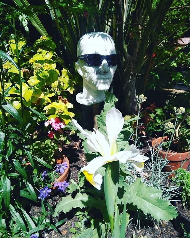My lovely friend Jill..@jtpots gave me some iris corms..this one arrived today..others being a bit slow.. I thought Chalky looked a bit like Demonic Cummings...🤣 #garden #iris #demoniccummings