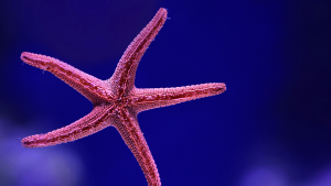 Worksheet: What Issues Do I Want to Fund?